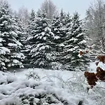 Forest W Pobliżu Suntago Willa *