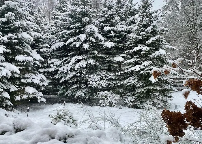 Forest W Pobliżu Suntago Willa *